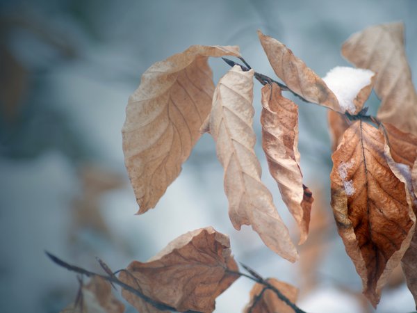ветка, дерево, зима, зимние обои, листья, макро обои, мороз, настроение, осенние обои, осень, снег, холод