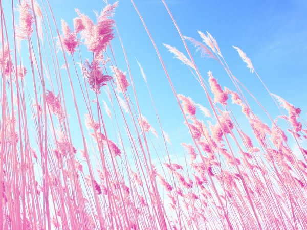 blue, pink, sky, голубое, колоски, колосья, небо, природа, растение, розовые