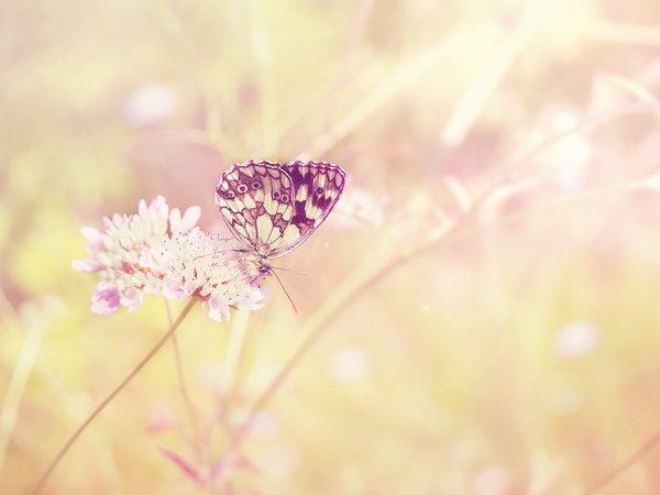 бабочка, лето, насекомое, поле, растение, свет, солнце, цвет, цветок