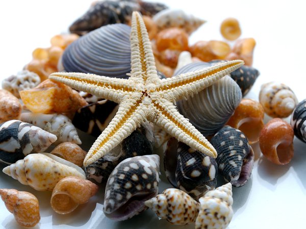 морская звезда, природа, ракушки