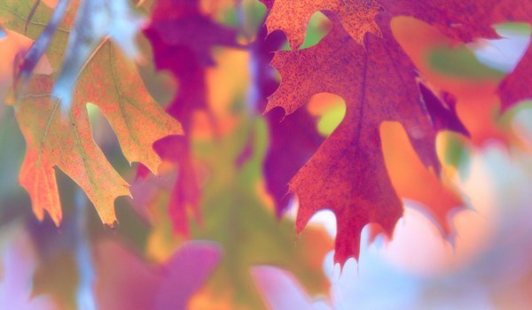 Обои на рабочий стол: краски, листва, макро, осень