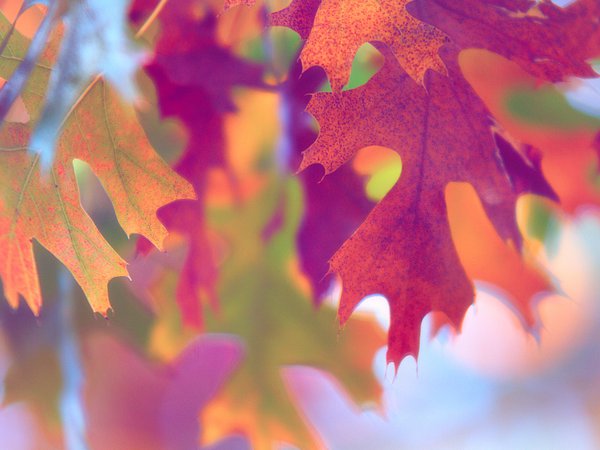 краски, листва, макро, осень