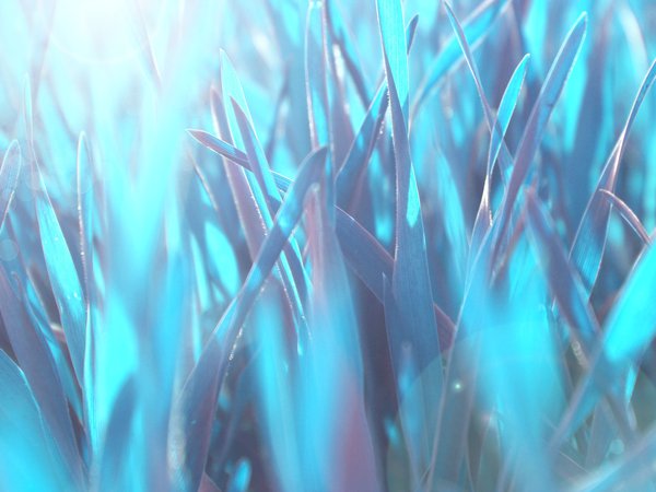 blue, grass, nature, wallpaper, голубой, макро, обои, природа, синий, тепло, трава