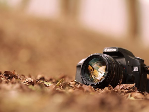 canon, листья, фотоаппарат