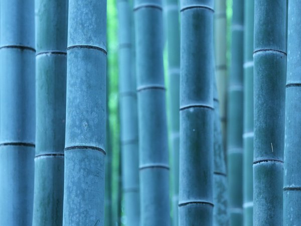 бамбук, макро, природа