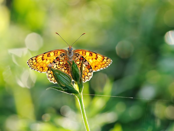 бабочка, блики, зелень, крылья, макро, размытость