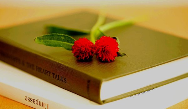 Обои на рабочий стол: hd wallpapers, книга, книги, лепестки, листья, макро, обои для рабочего стола, полноэкранные, стебль, фон, цветок. красный, цветы
