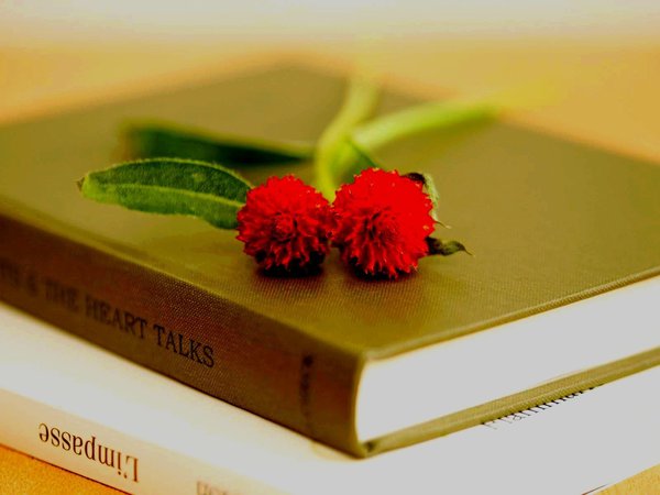 hd wallpapers, книга, книги, лепестки, листья, макро, обои для рабочего стола, полноэкранные, стебль, фон, цветок. красный, цветы