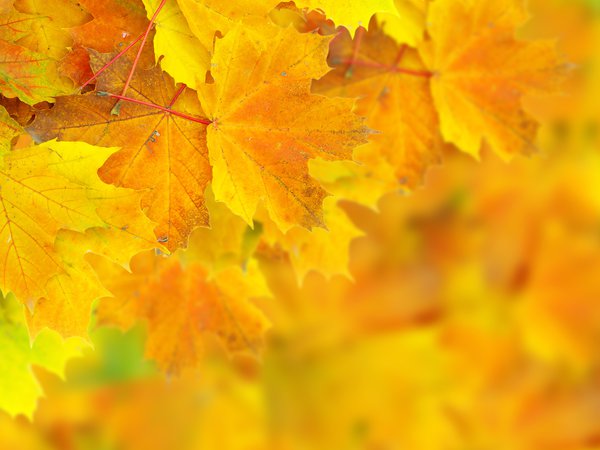 боке, листья, осень