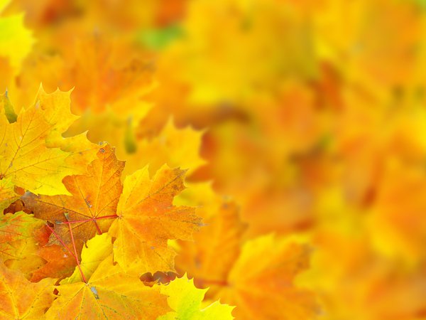 боке, листья, макро, осень