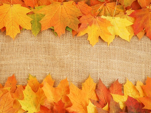 листья, осень, прожилки, яркие краски