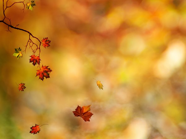 ветка, листья, осень
