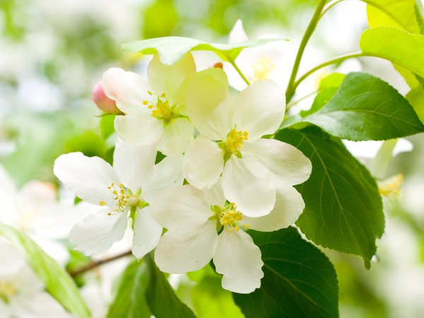 белые, весна, ветка, вишня, дерево, зеленые, лепестки, листья, цветение, цветы