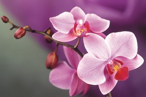 Обои на рабочий стол: орхидея, розовый, цветок