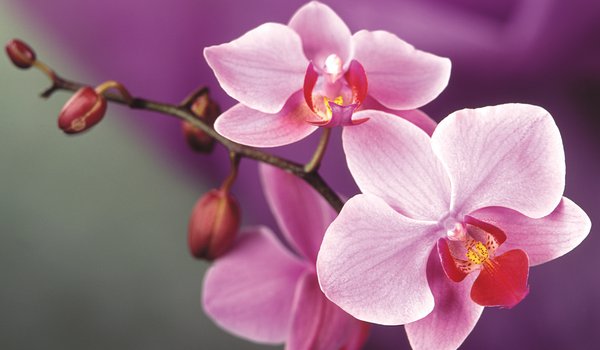 Обои на рабочий стол: орхидея, розовый, цветок