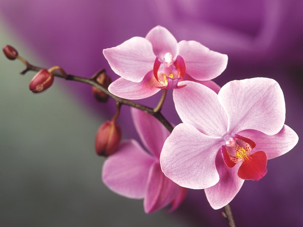 орхидея, розовый, цветок