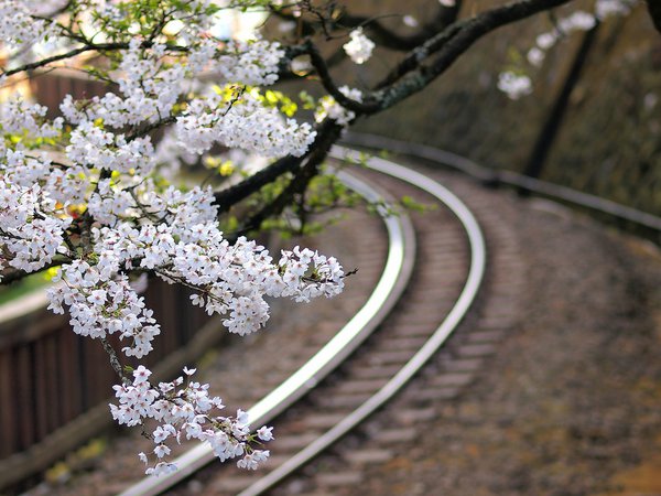 ветки, дерево, железная дорога, макро, размытость, сакура, цветы, япония