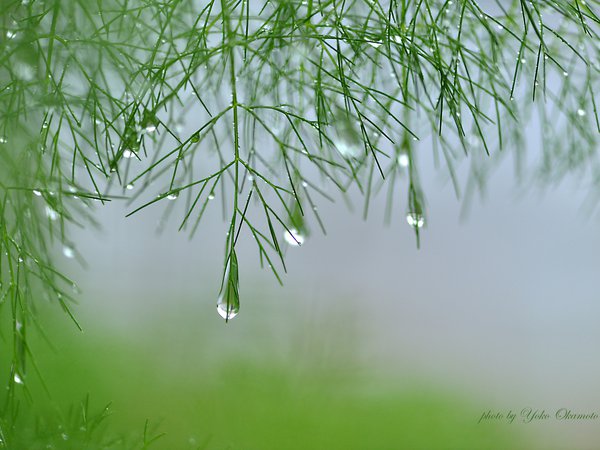 Yoko Okamoto, аспарагус, ветки, зеленые, капли воды, растение, сыро, туман