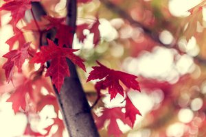 Обои на рабочий стол: боке, бордовые, ветка, дерево, листья, макро, осень, природа