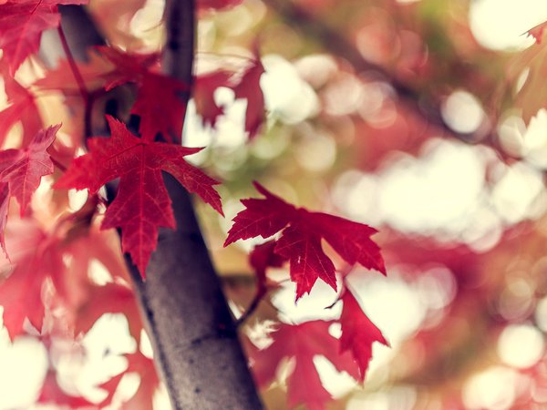 боке, бордовые, ветка, дерево, листья, макро, осень, природа