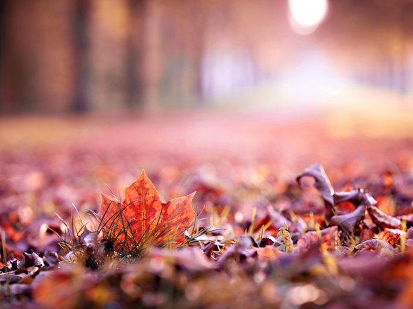 autumn, background, fullscreen, hd wallpapers, leave, leaves, macro, wallpaper, widescreen, красиво, листик, листочек, листья, макро, обои, осень, полноэкранные, размытие, широкоформатные, широкоэкранные