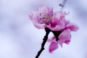 Обои на рабочий стол: весна, ветка, небо, розовый, сакура, цветок