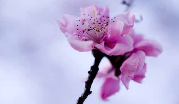 Обои на рабочий стол: весна, ветка, небо, розовый, сакура, цветок