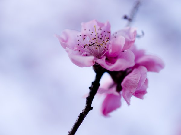 весна, ветка, небо, розовый, сакура, цветок