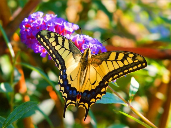 butterfly, flowers, macro, бабочка, макро, цветы