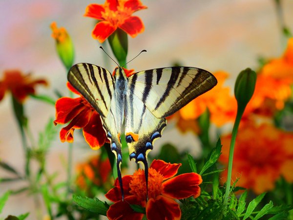 butterfly, flowers, macro, бабочка, макро, цветы
