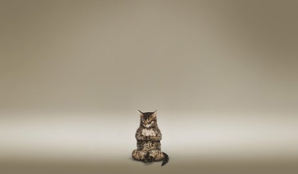 Обои на рабочий стол: коричневый, кот, медитация