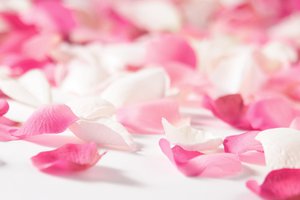 Обои на рабочий стол: красный, лепестки роз, любовь, настроения, роза, розовый, цветы