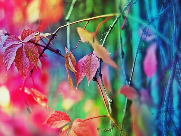 дерево, забор, настроение осень, цвета