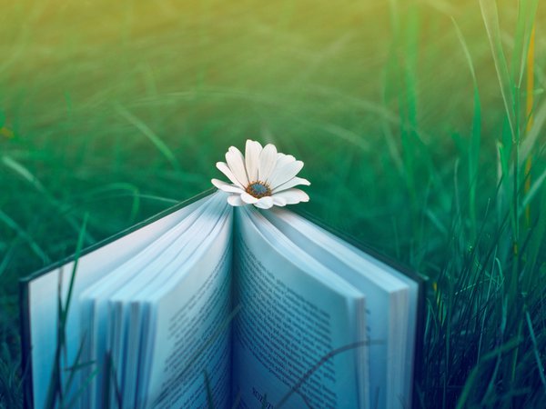 книга, настроение, природа, трава, цветок