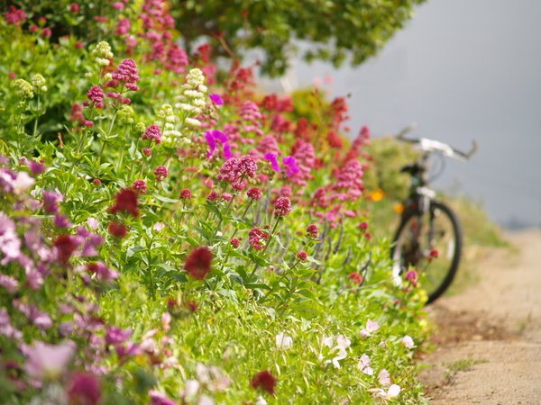 велосипед, дорога, лето, обочина, цветы
