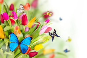 Обои на рабочий стол: бабочки, весна, тюльпаны, цветы