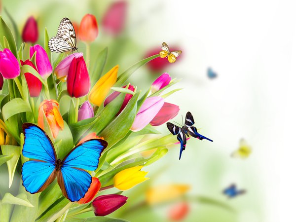 бабочки, весна, тюльпаны, цветы