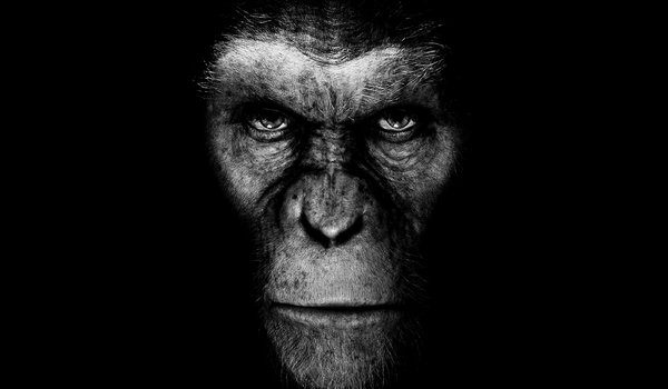 Обои на рабочий стол: rise of the planet of the apes, восстание планеты обезьян, кино, обезьяна, фильм, черный фон