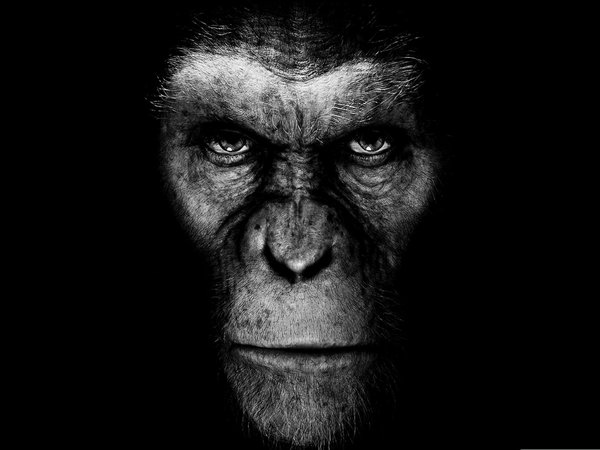 rise of the planet of the apes, восстание планеты обезьян, кино, обезьяна, фильм, черный фон