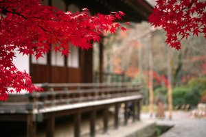 Обои на рабочий стол: ветвь, дерево, листья, осень, пейзаж, япония