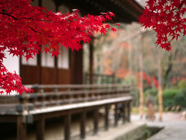 ветвь, дерево, листья, осень, пейзаж, япония