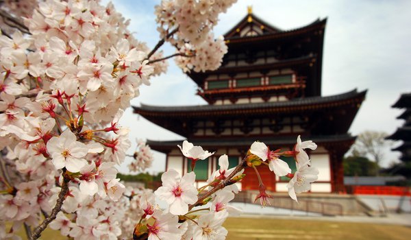 Обои на рабочий стол: ветви, дом, лепестки, пагода, природа, сакура, цветы, япония