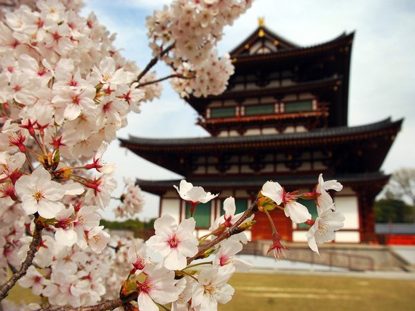 ветви, дом, лепестки, пагода, природа, сакура, цветы, япония