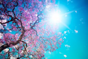 Обои на рабочий стол: beautiful tree blossom, голубое, дерево, красота, лепестки, небо, ослепительное, розовые, солнце, цветение