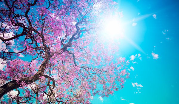 Обои на рабочий стол: beautiful tree blossom, голубое, дерево, красота, лепестки, небо, ослепительное, розовые, солнце, цветение