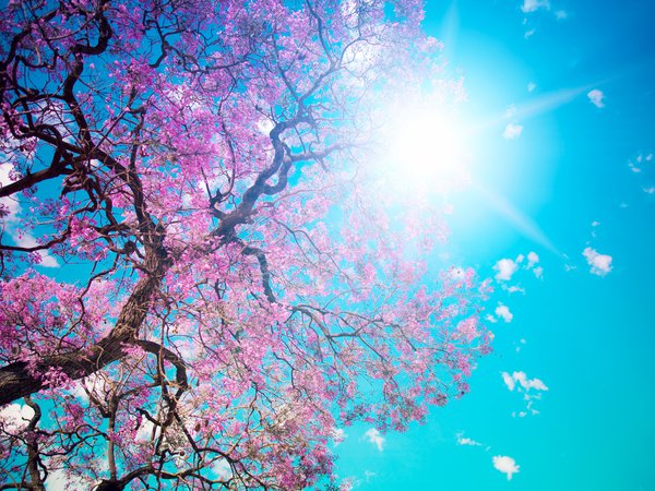 beautiful tree blossom, голубое, дерево, красота, лепестки, небо, ослепительное, розовые, солнце, цветение