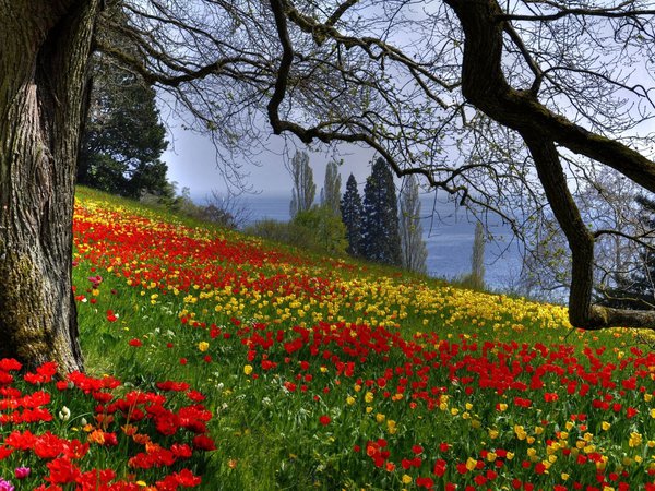 весна, ветки, дерево, природа, тюльпаны, цветы