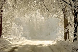 Обои на рабочий стол: ветки, деревья, дорога, зима, природа, свет, снег