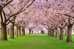 Обои на рабочий стол: spring blossom, аллея, весна, деревья, красота, лепестки, розовая, цветение