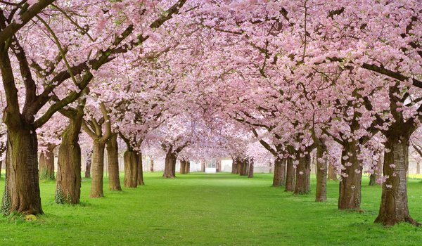 Обои на рабочий стол: spring blossom, аллея, весна, деревья, красота, лепестки, розовая, цветение